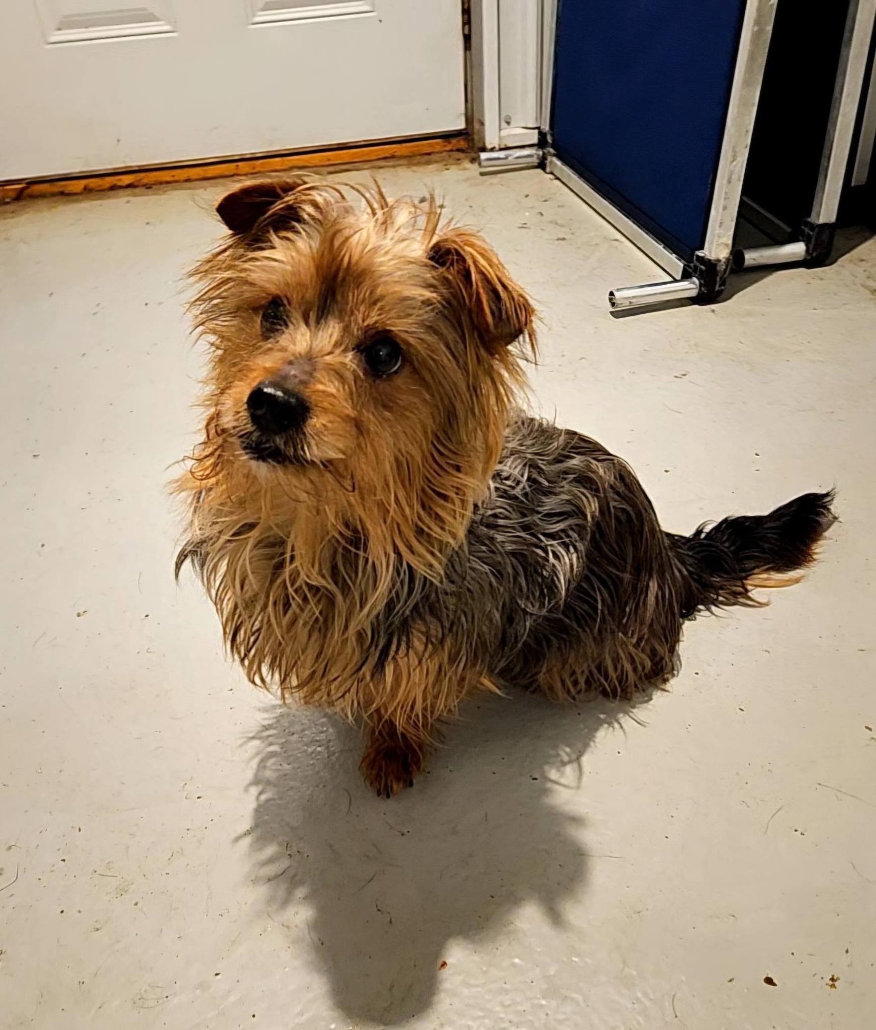 Enlarge Buster Brown, an adopted Yorkshire Terrier in Hoopeston, IL image 3/3