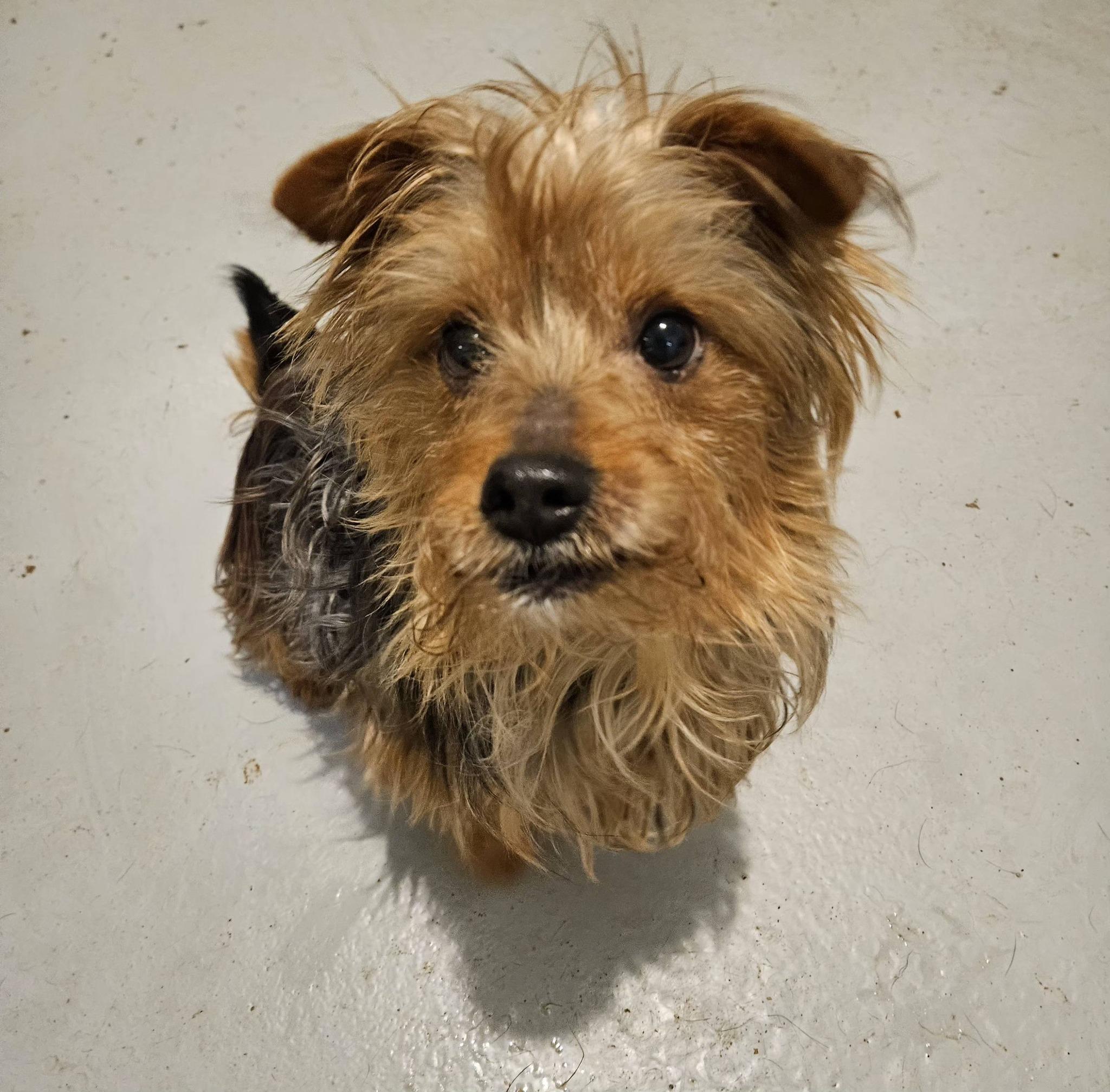 Enlarge Buster Brown, an adopted Yorkshire Terrier in Hoopeston, IL image 2/3