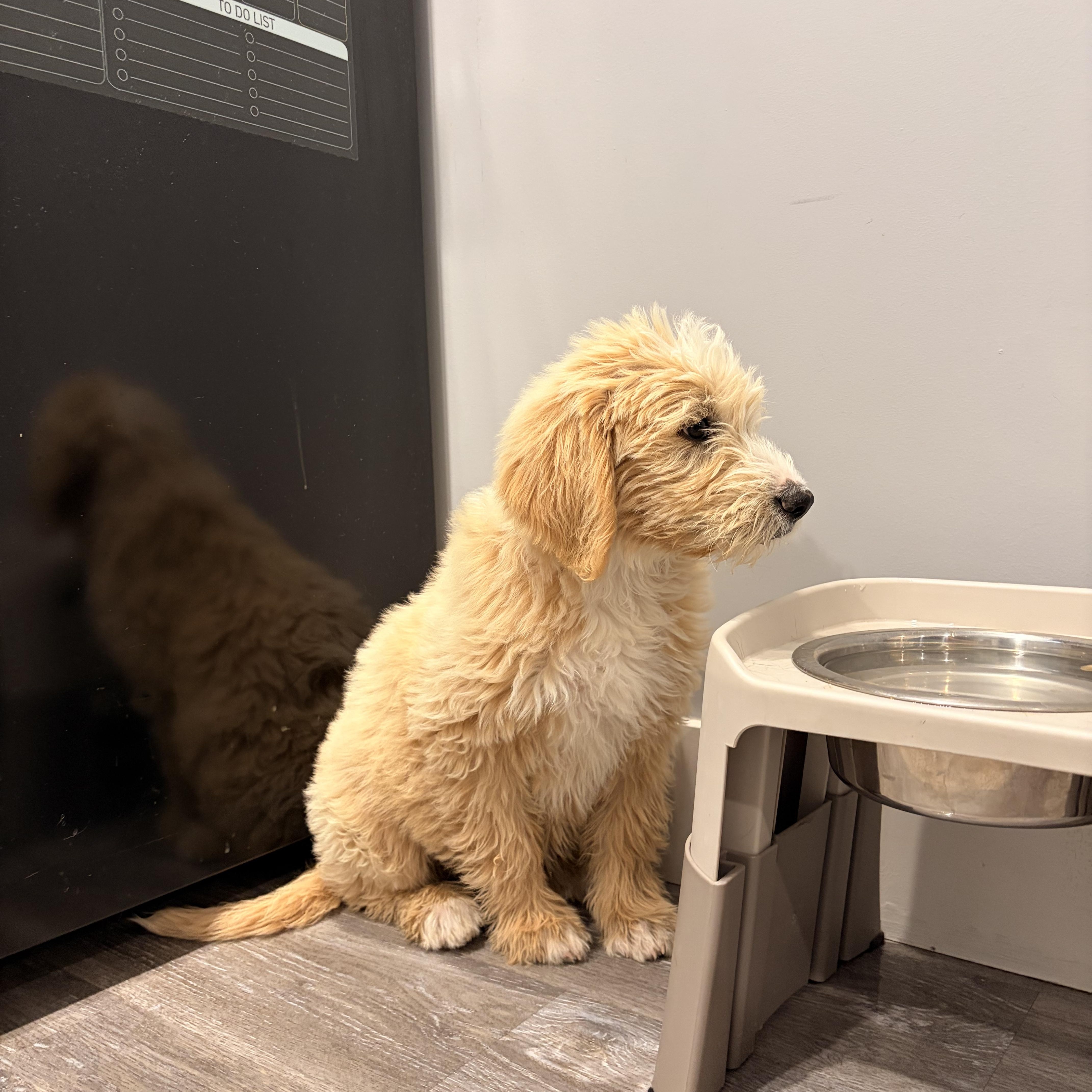 Waffles, an adopted Goldendoodle in Torrance, CA image 2/4