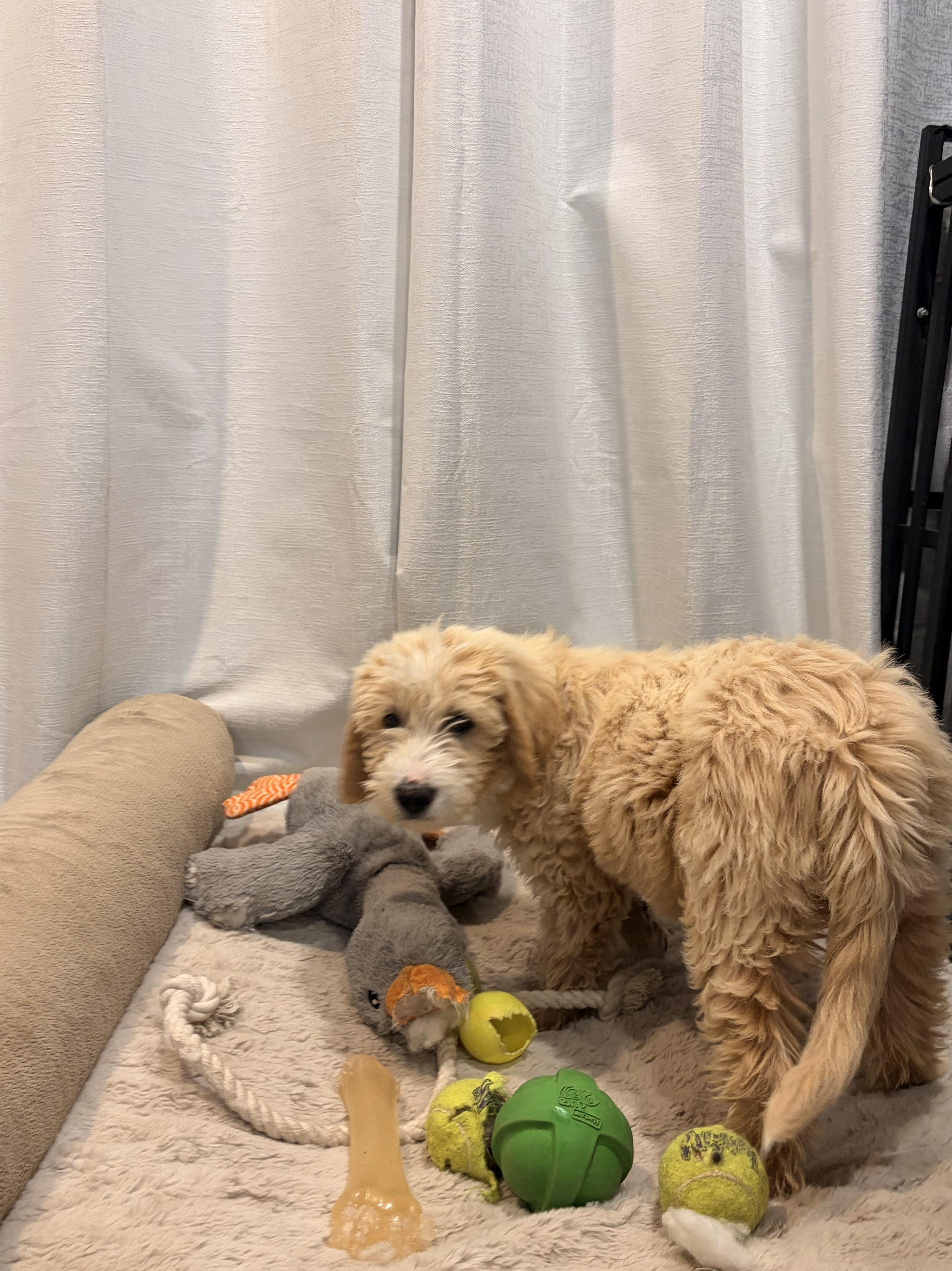 Waffles, an adopted Goldendoodle in Torrance, CA image 4/4