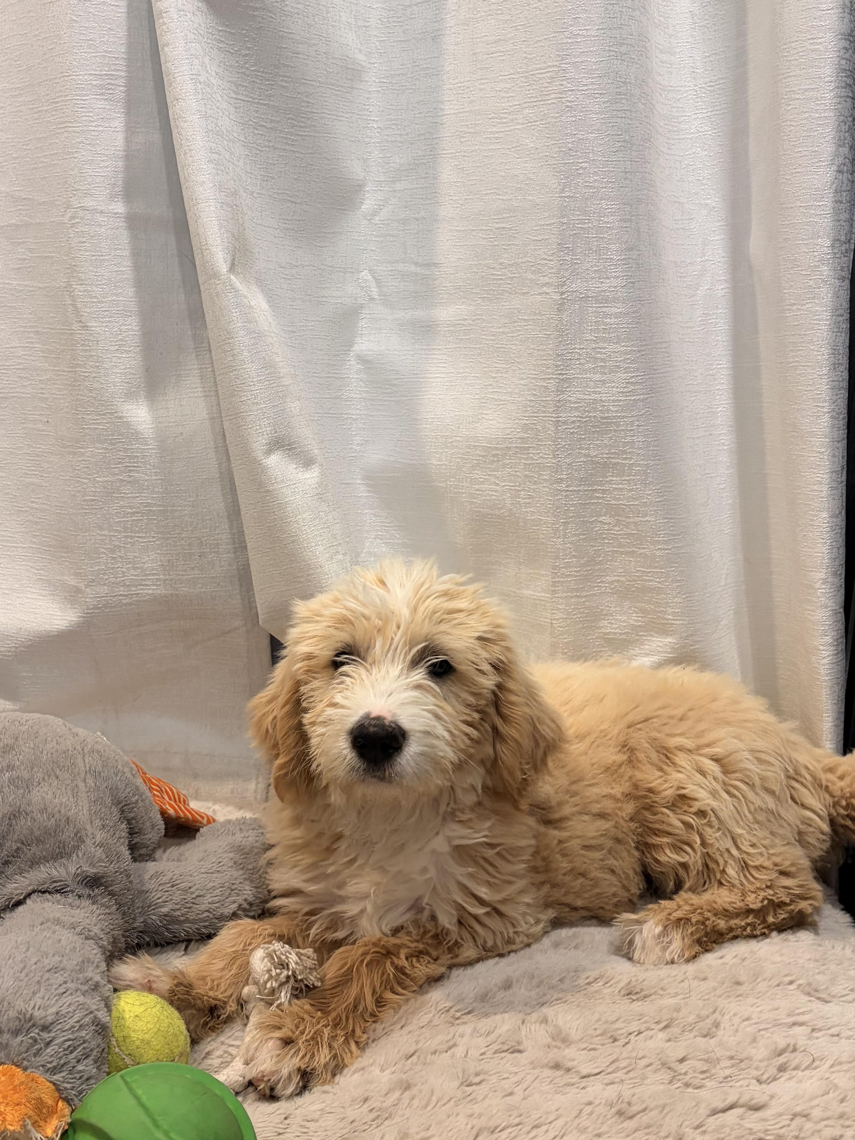 Waffles, an adopted Goldendoodle in Torrance, CA image 3/4