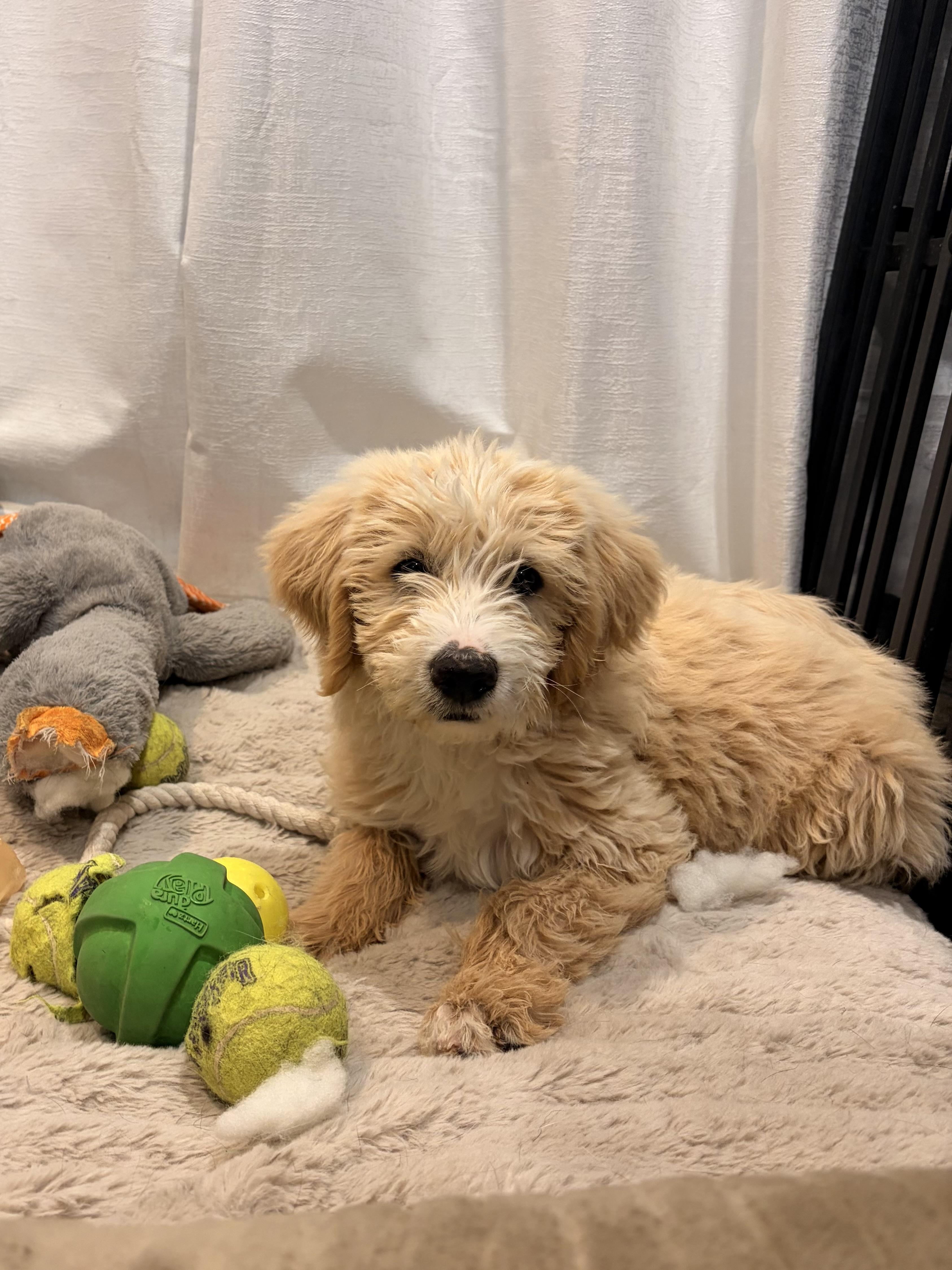 Waffles, adopted, Young Male Goldendoodle.