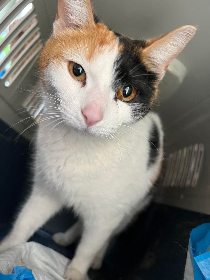 Peahen, Adoptable, Adult Female Calico.