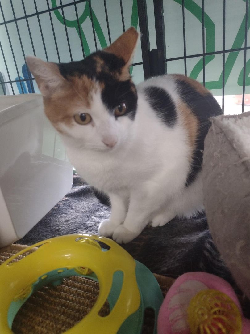 Enlarge Peahen, a Adoptable Calico in Cleveland, OH image 2/6