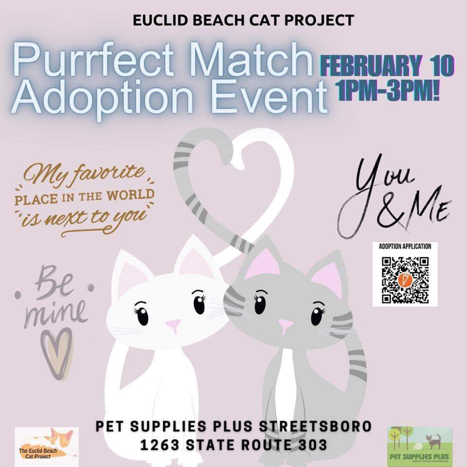 Enlarge Peahen, a Adoptable Calico in Cleveland, OH image 3/6