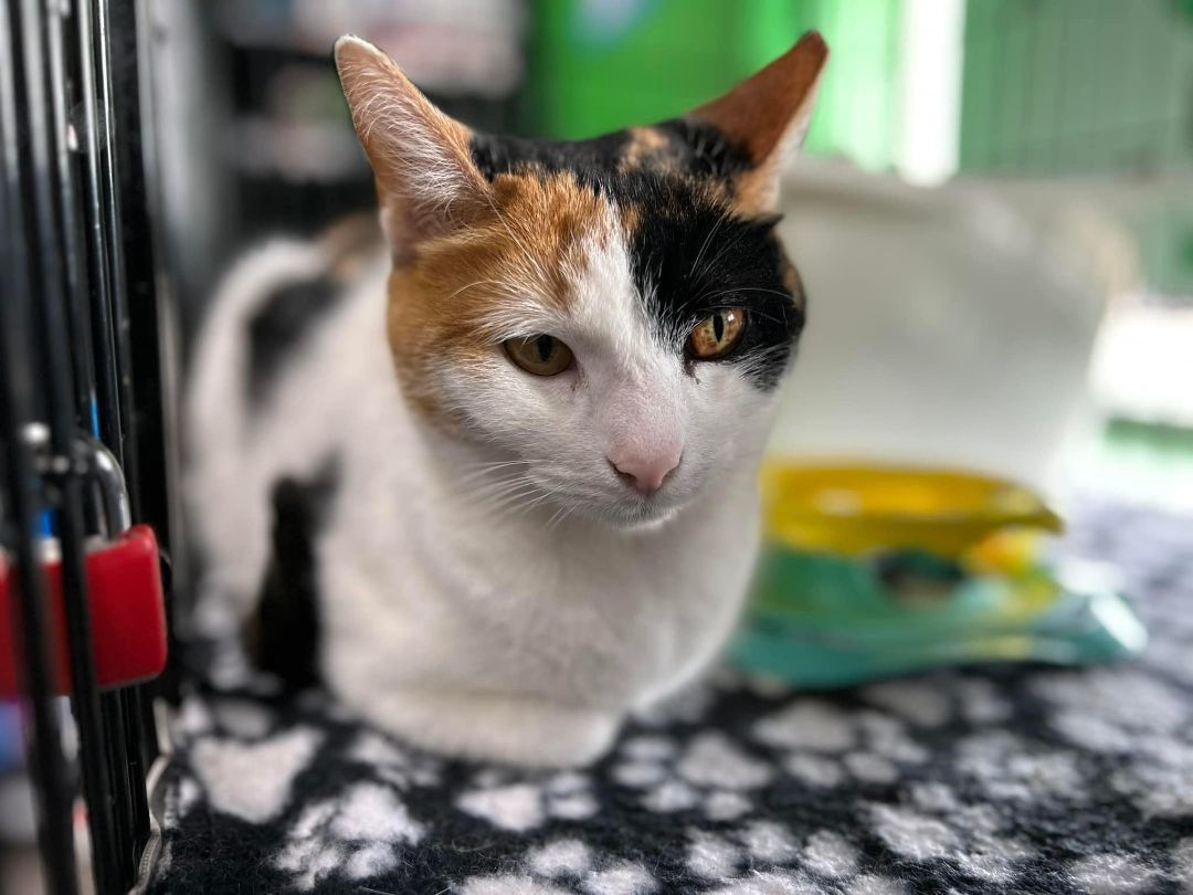 Enlarge Peahen, a Adoptable Calico in Cleveland, OH image 5/6