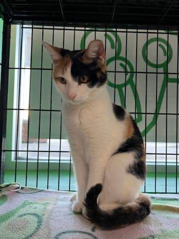 Enlarge Peahen, a Adoptable Calico in Cleveland, OH image 6/6