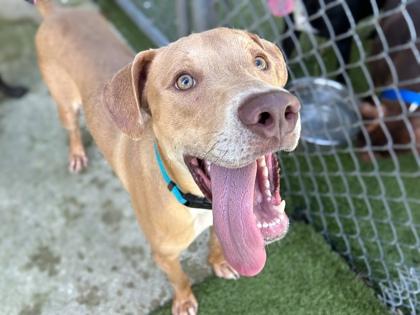 Jackson, Adoptable, Young Male Hound & Mixed Breed.