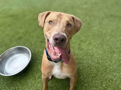 Enlarge Jackson, a Adoptable mixed breed in Gainesville, FL image 2/3