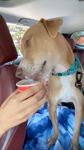 Enlarge Jackson, a Adoptable mixed breed in Gainesville, FL image 3/3