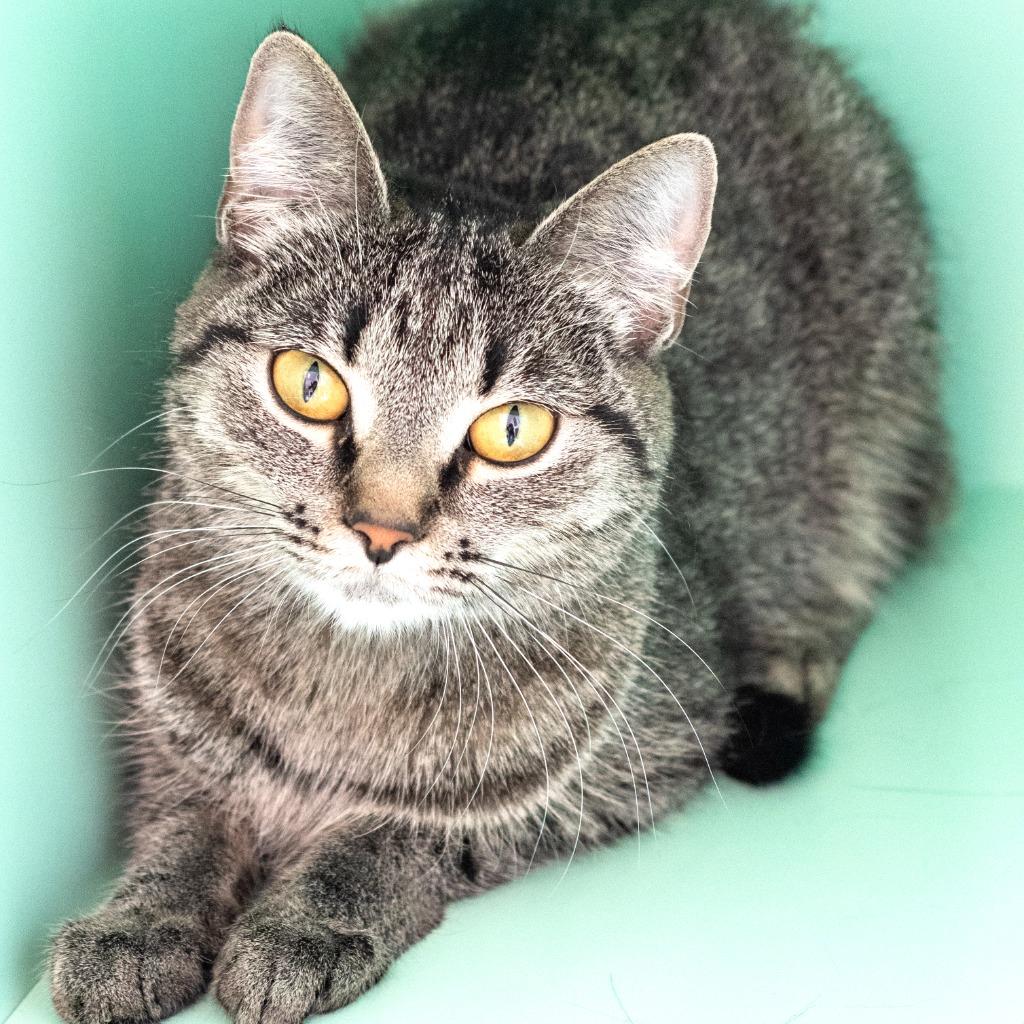 Enlarge Gatsby, a ADOPTABLE Domestic Short Hair in Pontiac, MI image 1/1