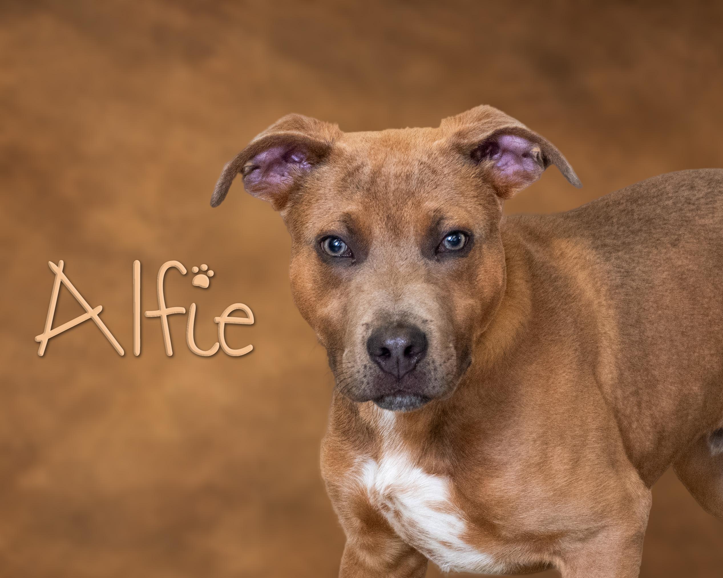 Enlarge Alfie, a ADOPTABLE mixed breed in Somerset, PA image 1/1
