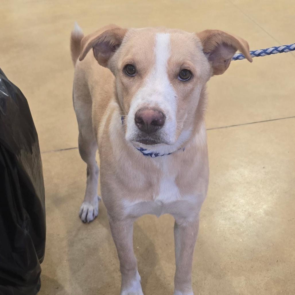 Apricot - 061704U, a Adoptable mixed breed in Tupelo, MS image 2/2
