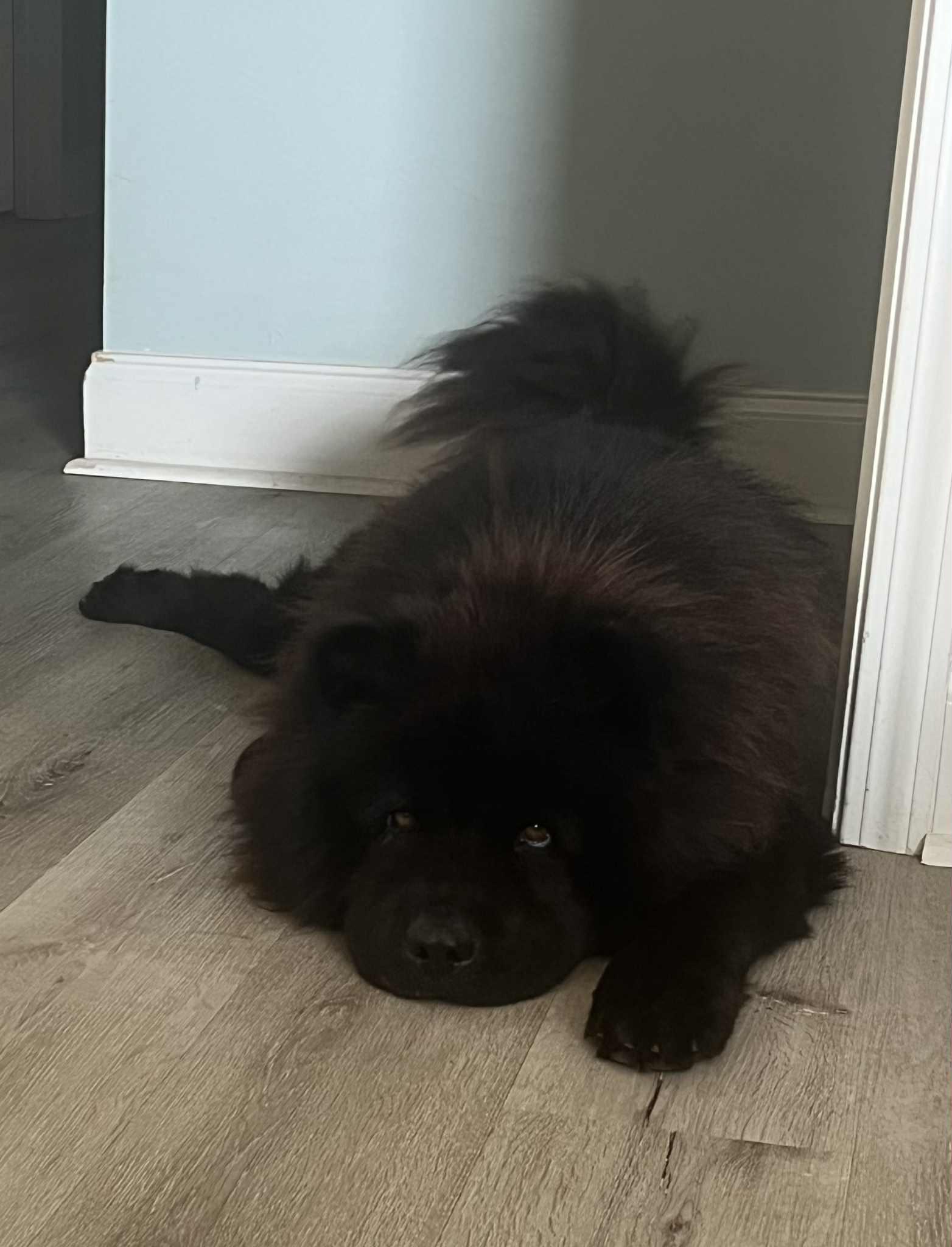 Enlarge Midnight, a Adopted Chow Chow in Franklin, TN image 2/6