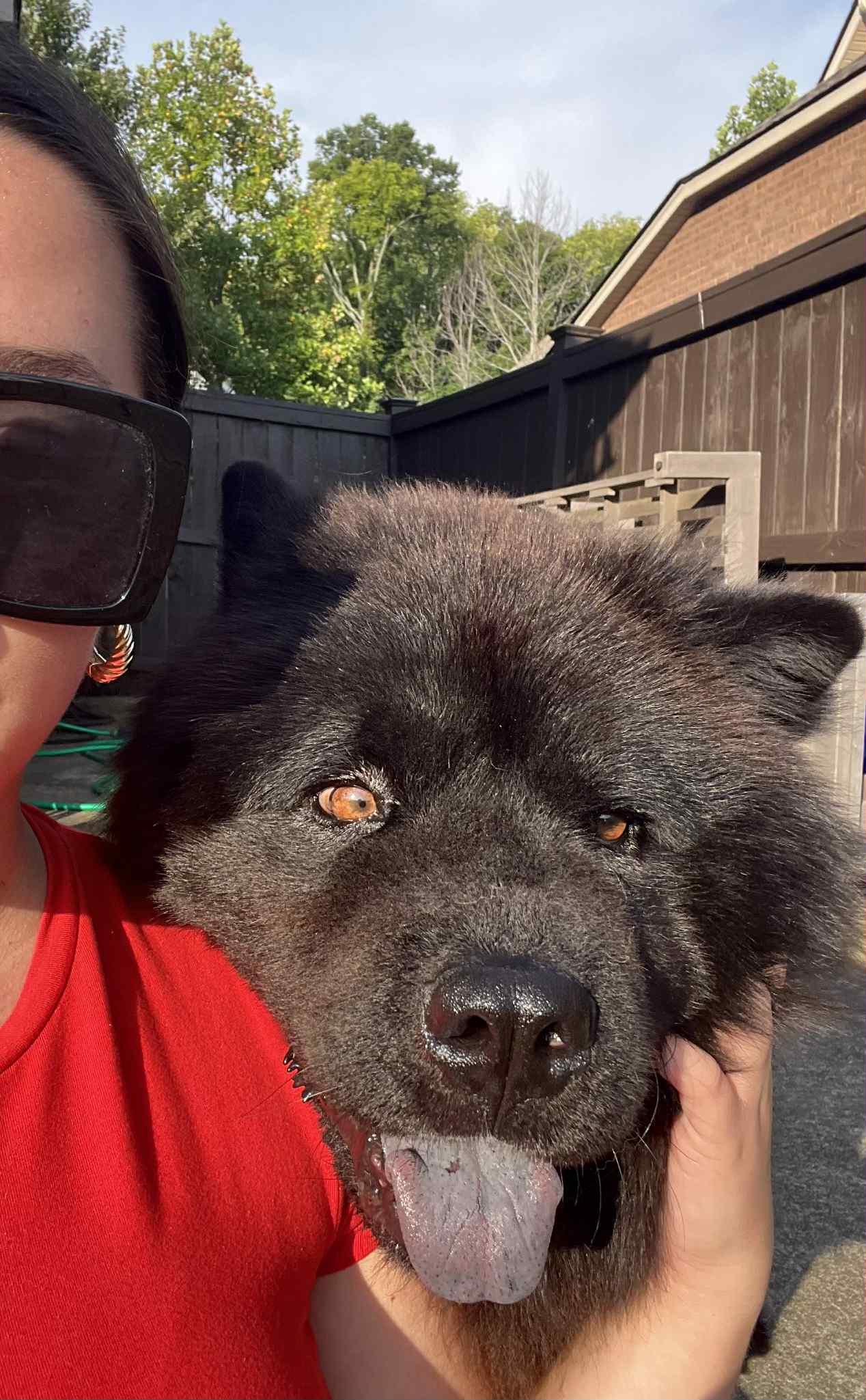 Enlarge Midnight, a Adopted Chow Chow in Franklin, TN image 3/6