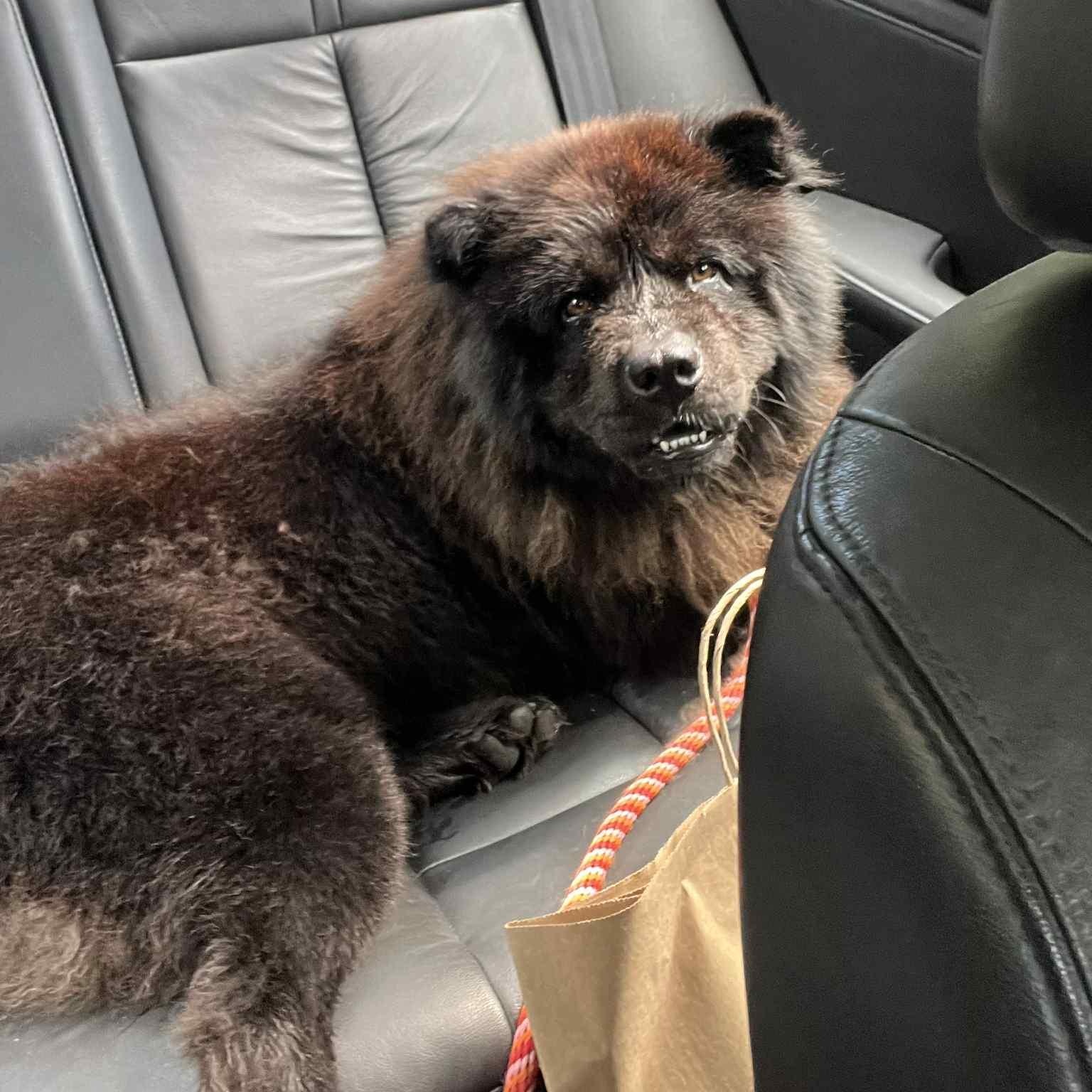 Midnight, Adopted, Young Male Chow Chow.