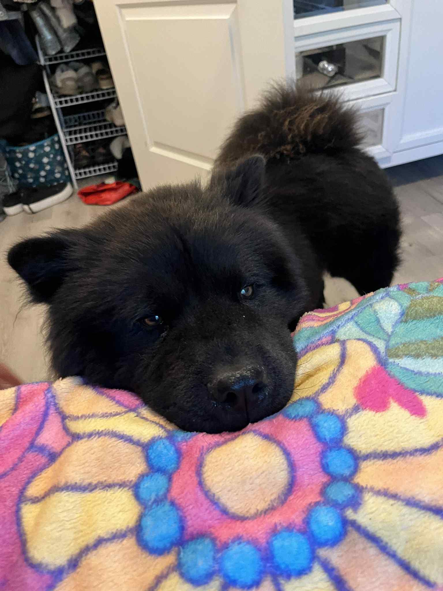 Enlarge Midnight, a Adopted Chow Chow in Franklin, TN image 4/6