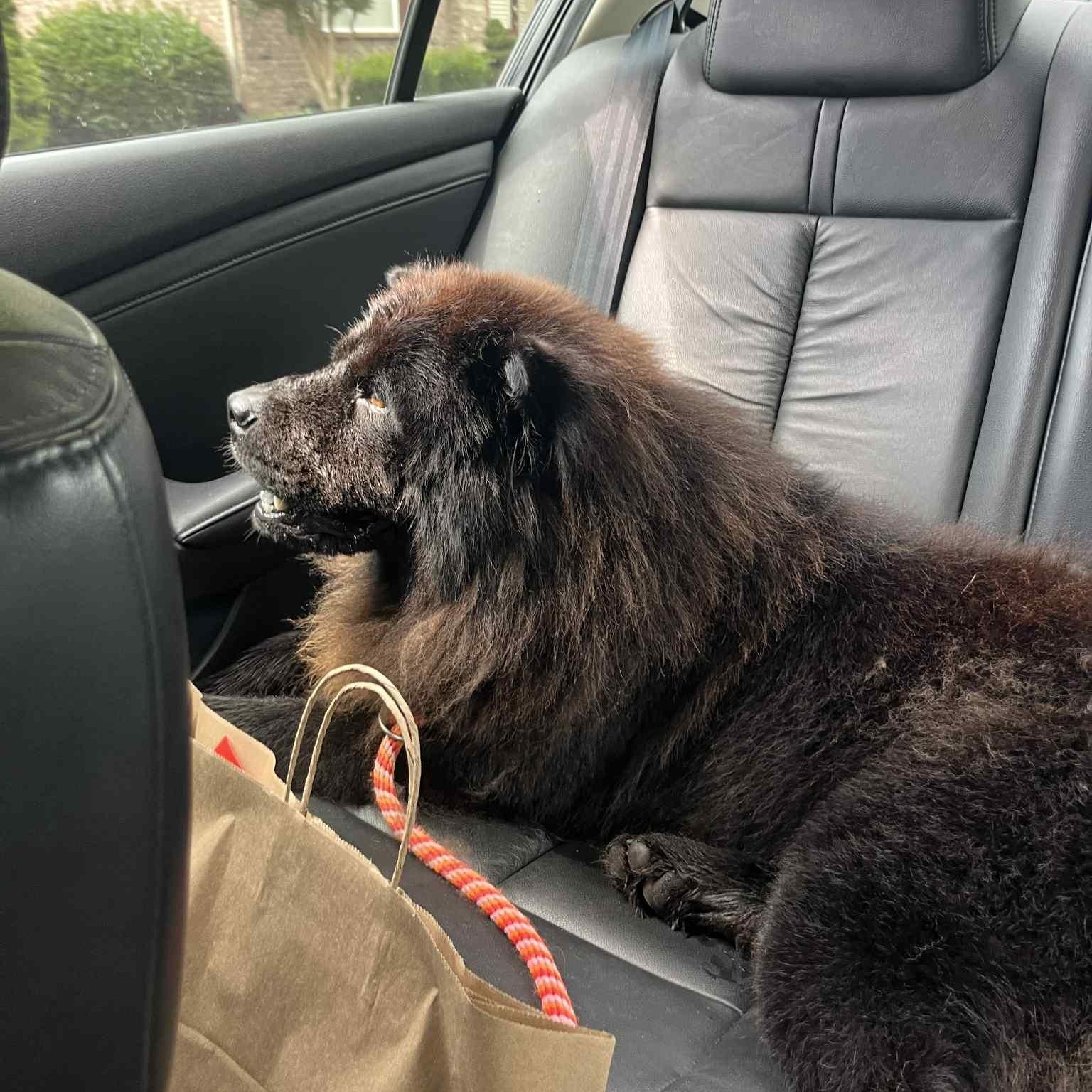 Enlarge Midnight, a Adopted Chow Chow in Franklin, TN image 5/6