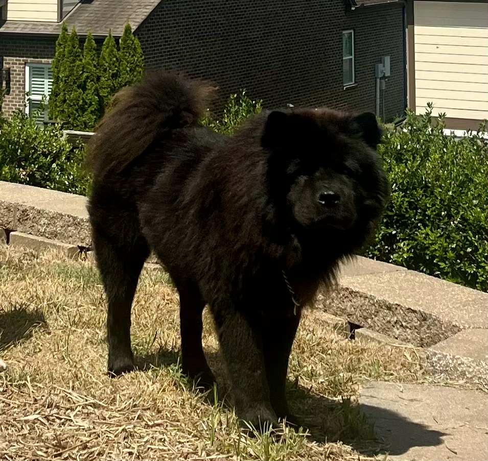 Enlarge Midnight, a Adopted Chow Chow in Franklin, TN image 6/6
