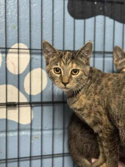 Caroline, Adoptable, Kitten Female Domestic Short Hair & Domestic Short Hair.