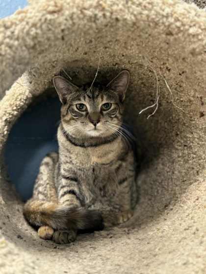 Caroline, Adoptable, Kitten Female Domestic Short Hair & Domestic Short Hair.