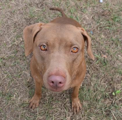 Zelda, ADOPTABLE, Adult Female Labrador Retriever & Pit Bull Terrier.