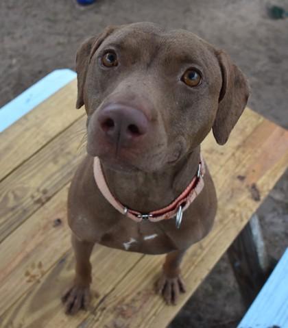 Enlarge Zelda, a ADOPTABLE mixed breed in Inverness, FL image 2/2