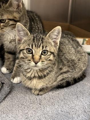 Pinecone thumbnail 2