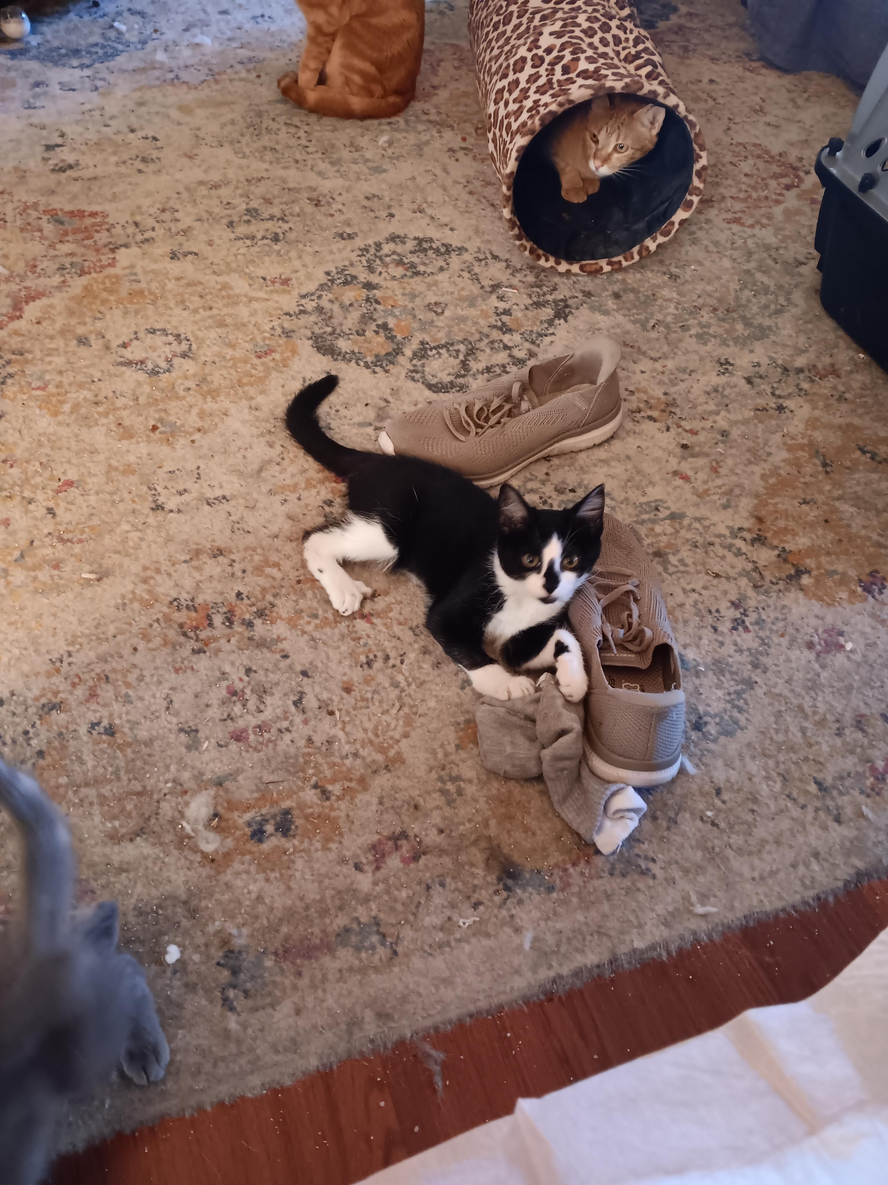 Smudge, ADOPTABLE, Kitten Male Domestic Short Hair.