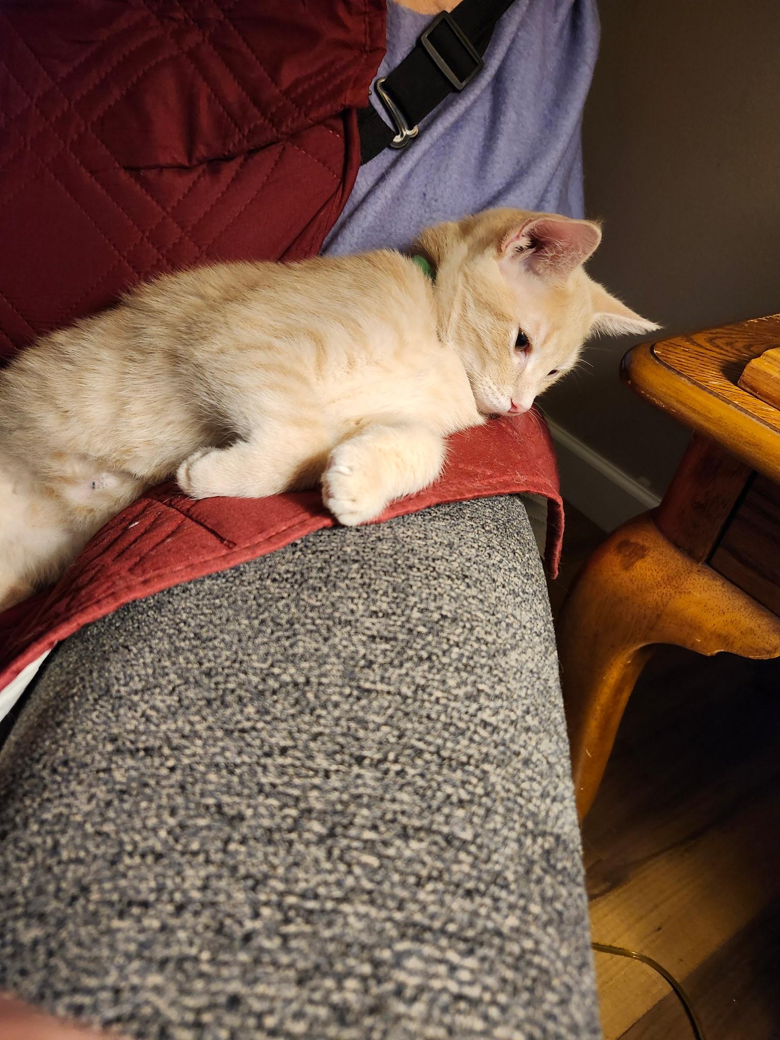 Enlarge Ozzy, a ADOPTABLE Domestic Short Hair in Shippenville, PA image 3/4