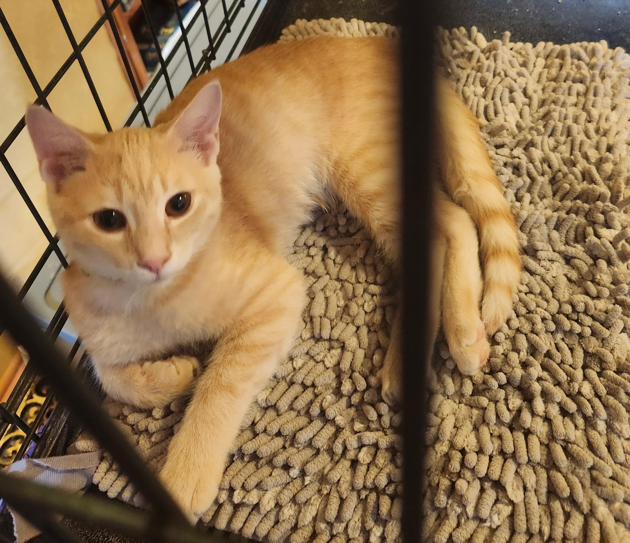 Ozzy, ADOPTABLE, Kitten Male Domestic Short Hair.