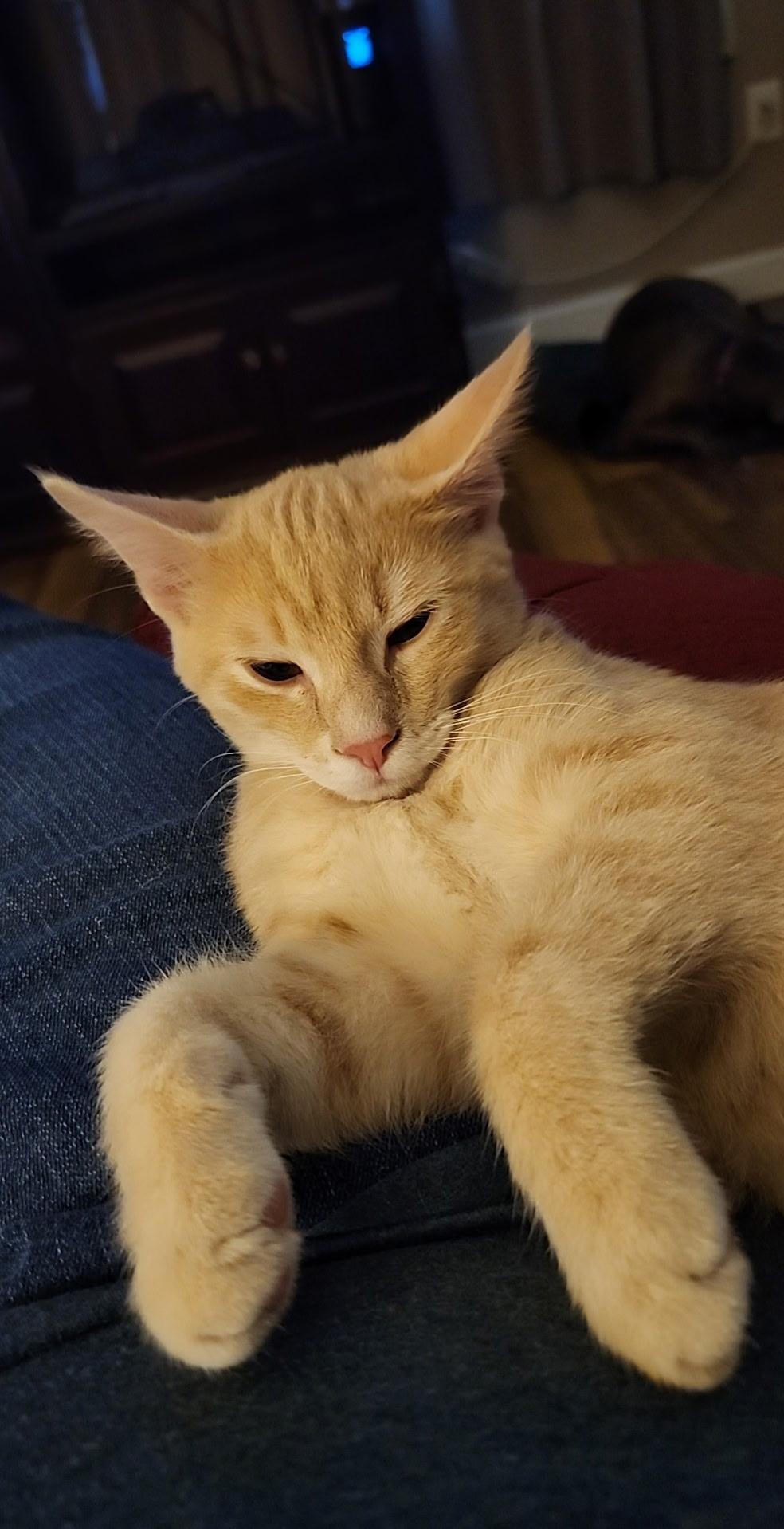 Enlarge Ozzy, a ADOPTABLE Domestic Short Hair in Shippenville, PA image 2/4