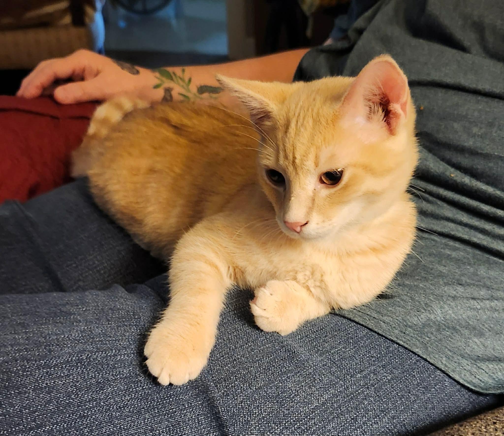 Enlarge Ozzy, a ADOPTABLE Domestic Short Hair in Shippenville, PA image 4/4