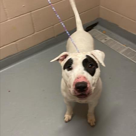 Chevy, Adoptable, Adult Male Bull Terrier & Mixed Breed.