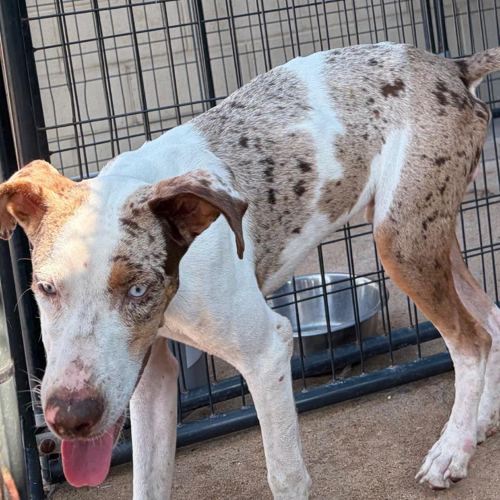 Enlarge John Wayne, a Adoptable Mixed Breed in Lake Jackson, TX image 1/1
