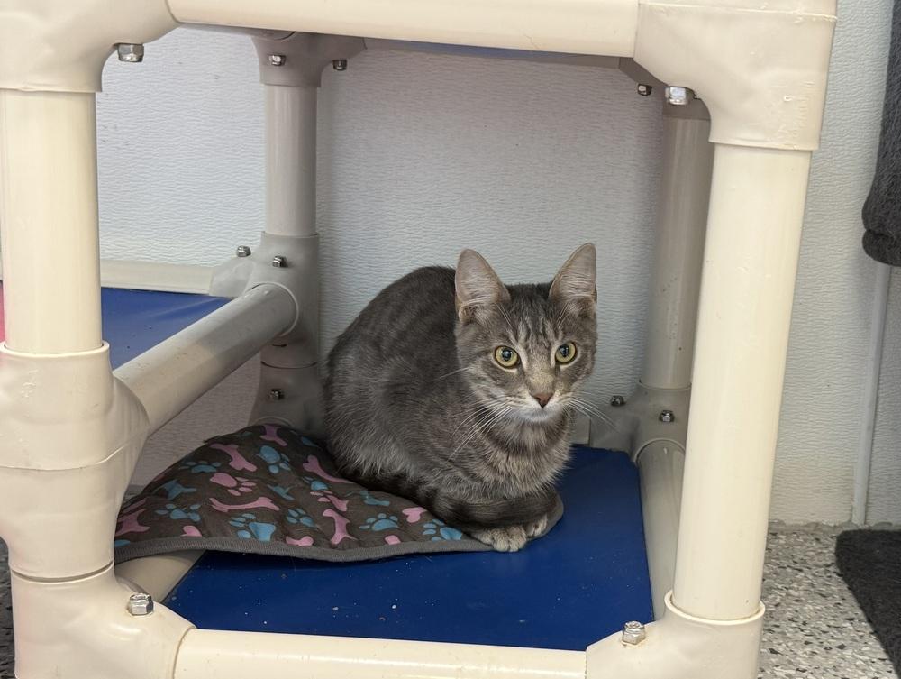 Enlarge Danny Boy, a Adoptable Domestic Short Hair in Fort Walton Beach, FL image 1/1