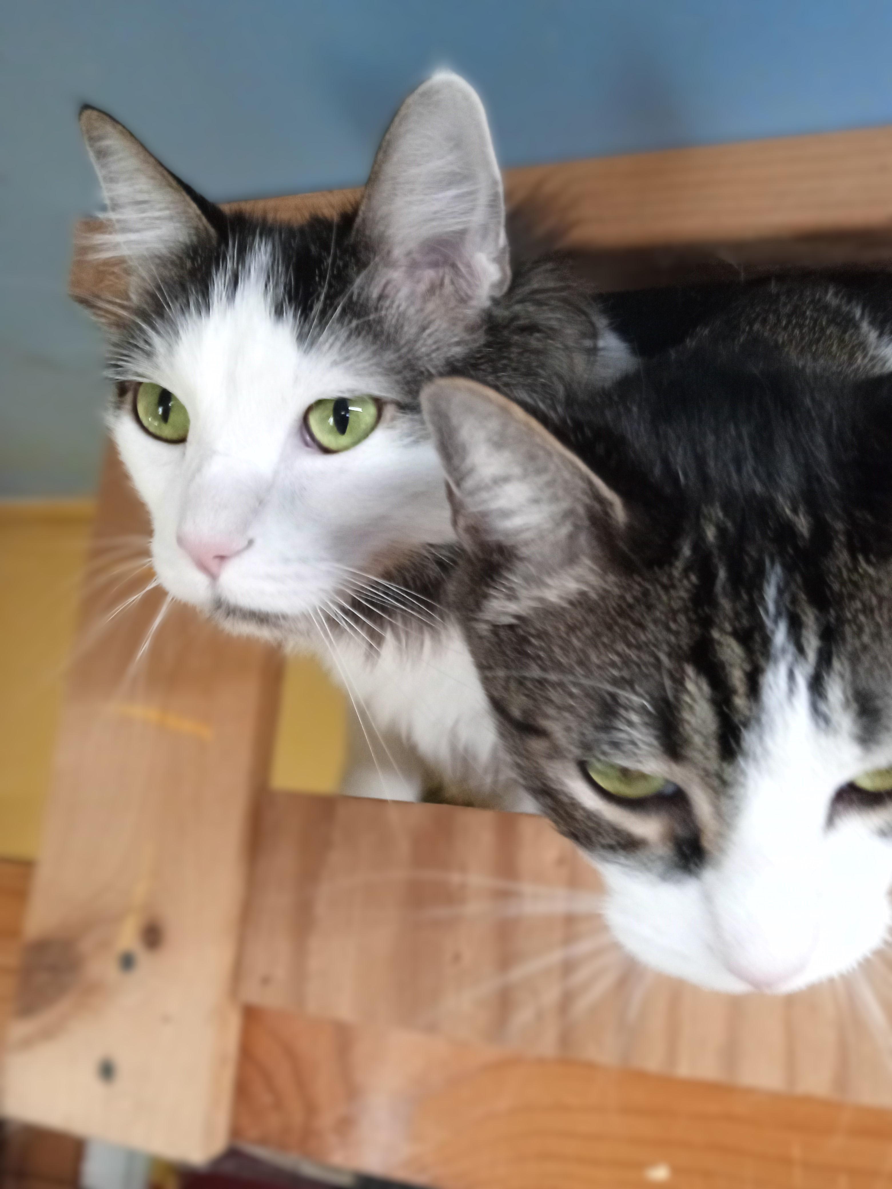 Kuno and Momo, Adopted, Adult Male Domestic Short Hair.