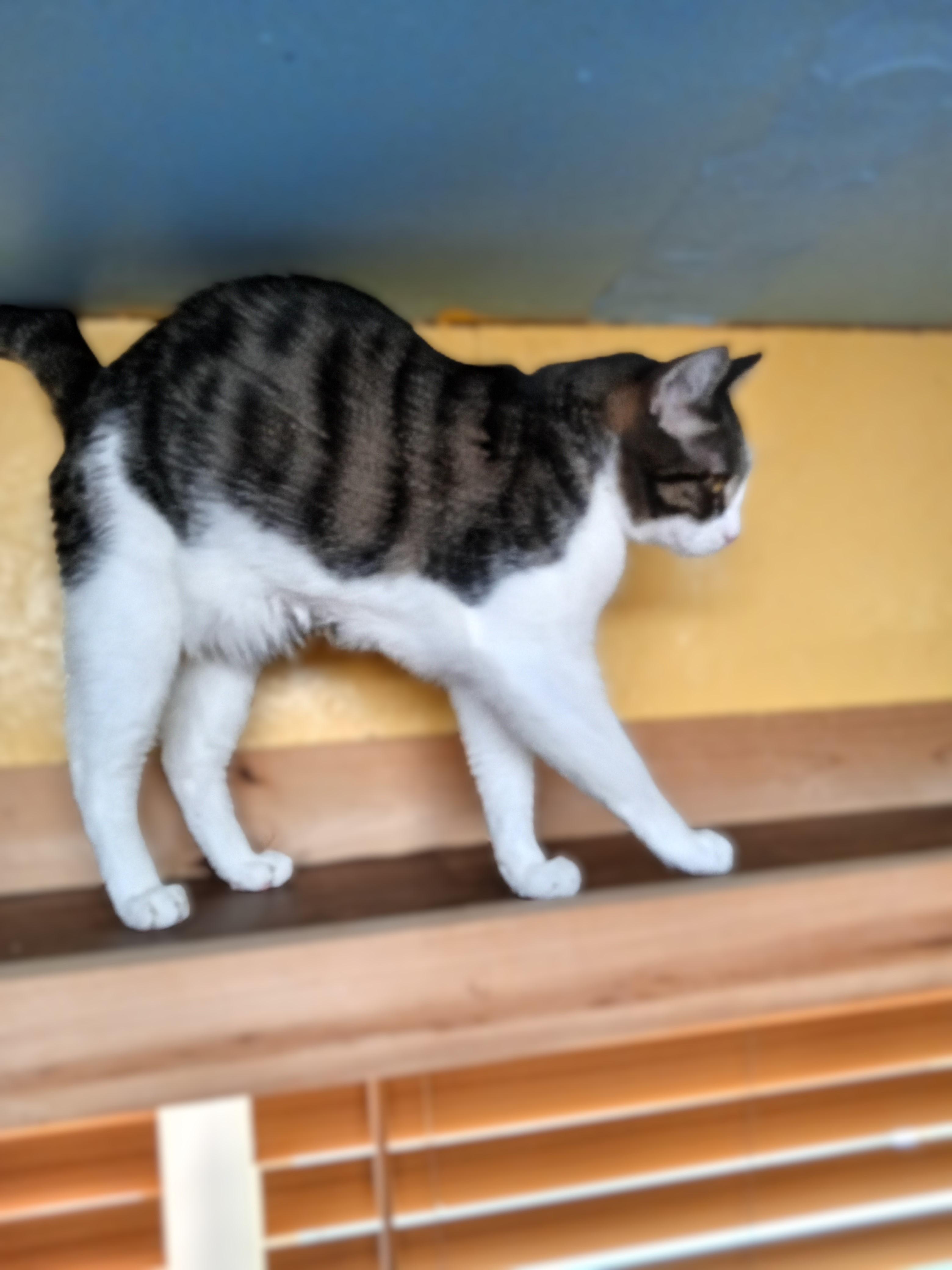 Enlarge Kuno and Momo, a Adopted Domestic Short Hair in Chehalis, WA image 3/6