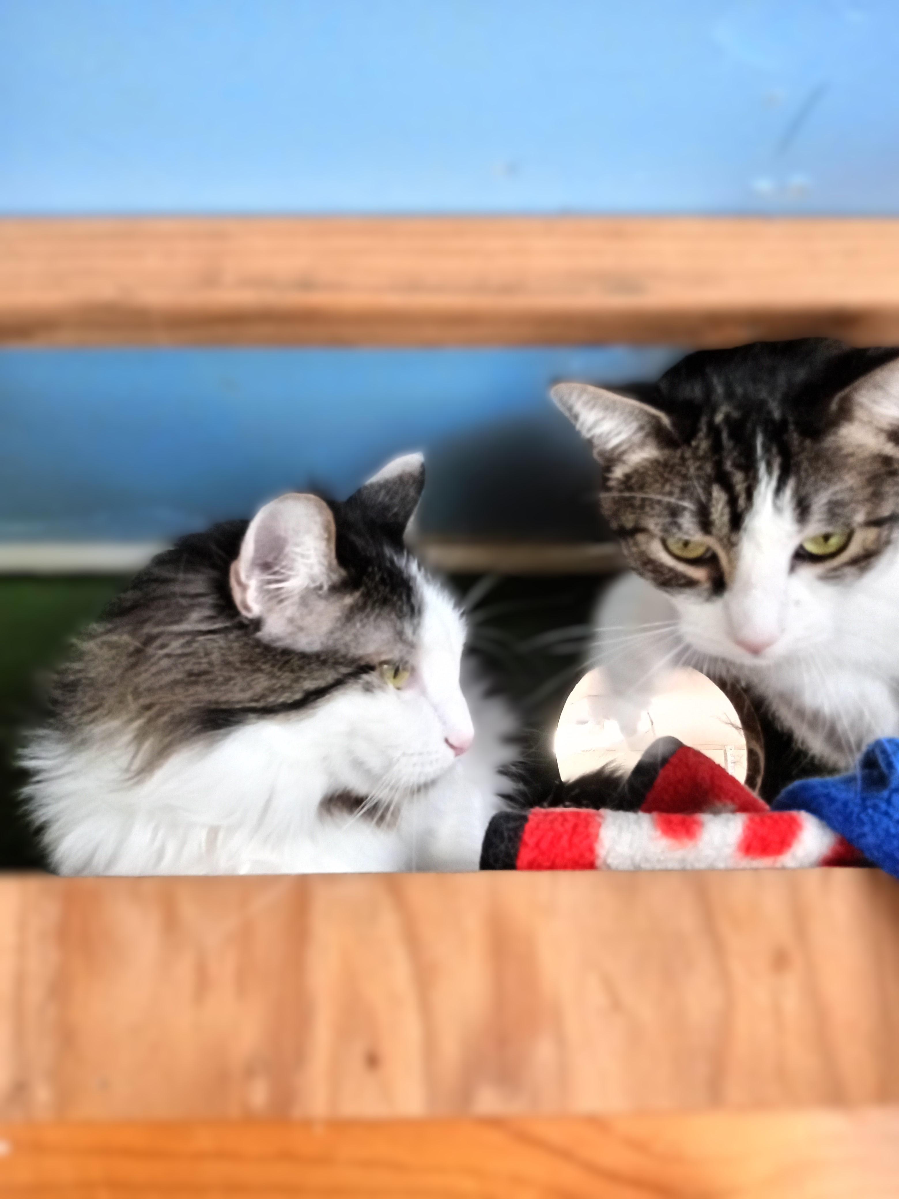 Enlarge Kuno and Momo, a Adopted Domestic Short Hair in Chehalis, WA image 4/6