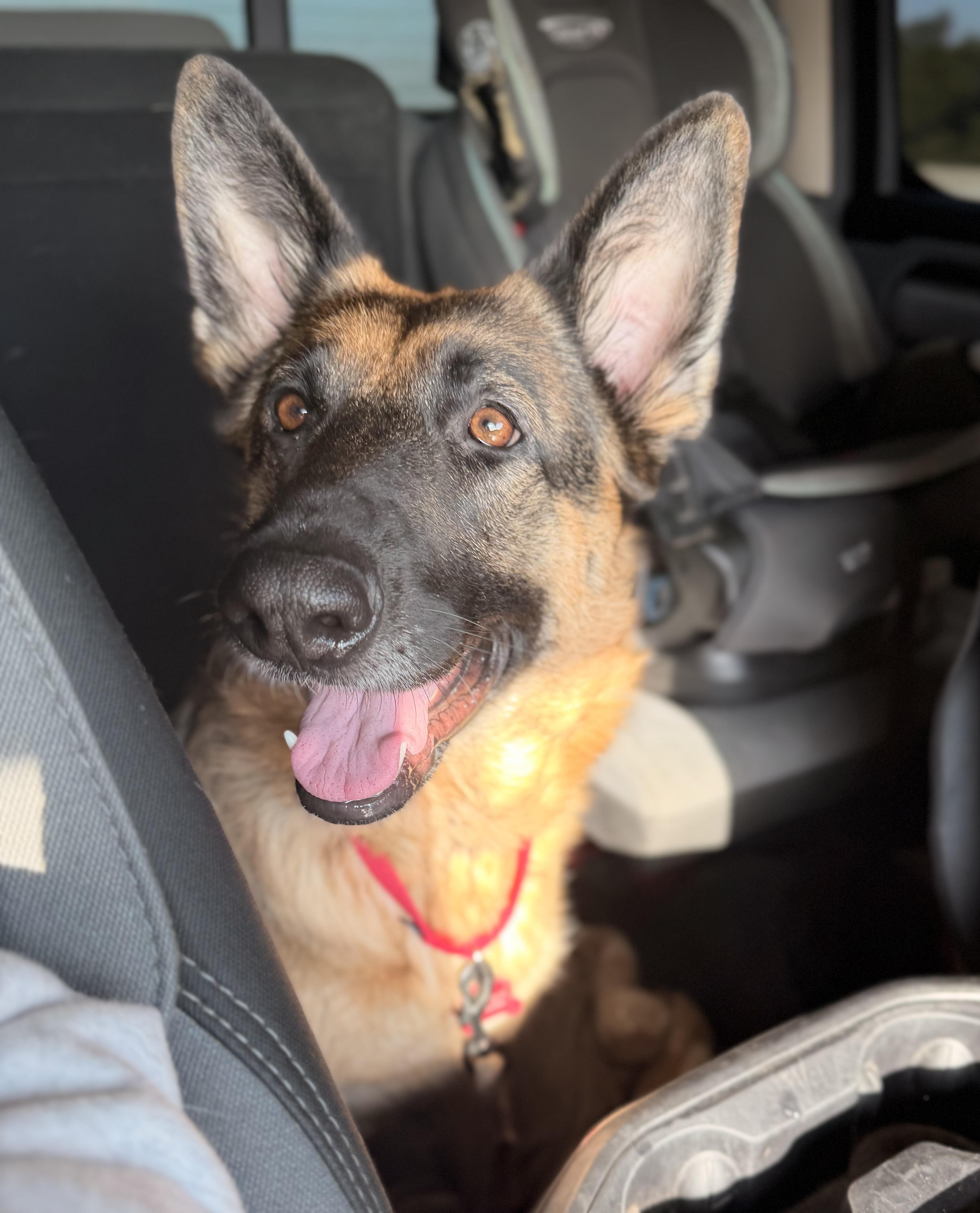 Enlarge Mojo, a Adoptable mixed breed in Thornton , CO image 5/6