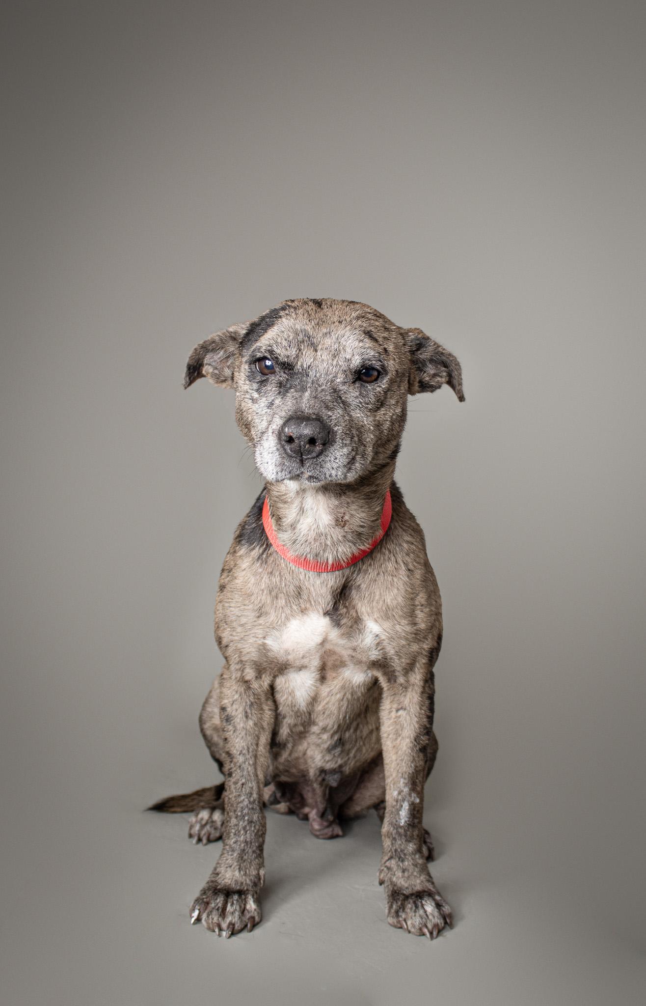 Deshaye, a Adoptable mixed breed in Plaquemine, LA image 1/2