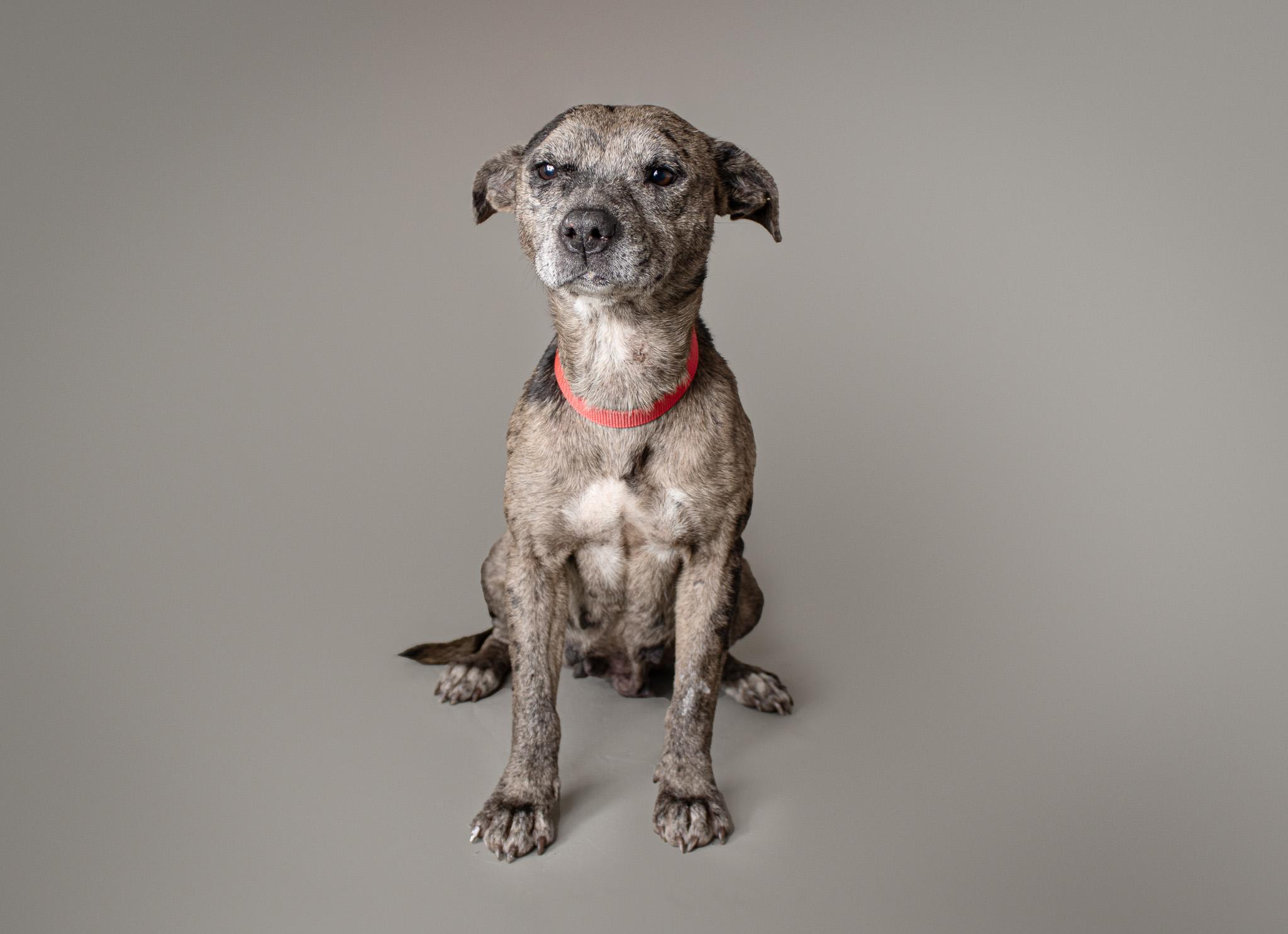 Deshaye, a Adoptable mixed breed in Plaquemine, LA image 2/2