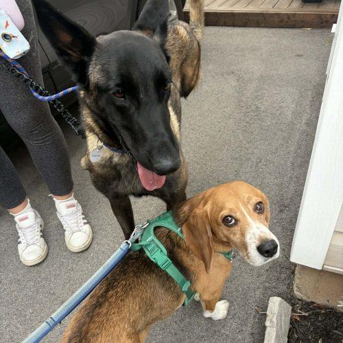 Enlarge Hanna, a Adoptable mixed breed in Sunderland, ON image 1/6