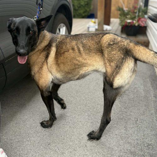 Enlarge Hanna, a Adoptable mixed breed in Sunderland, ON image 2/6