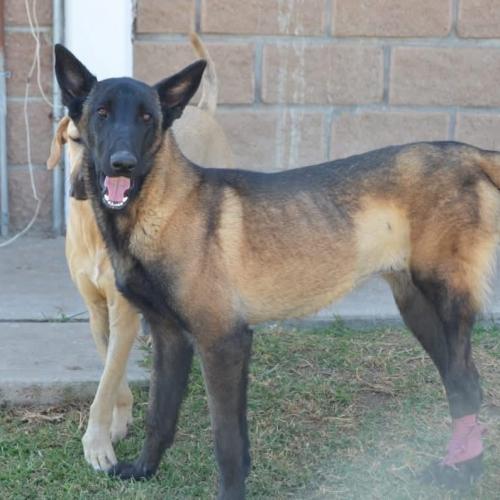 Enlarge Hanna, a Adoptable mixed breed in Sunderland, ON image 3/6