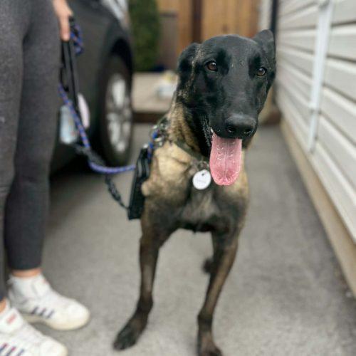 Enlarge Hanna, a Adoptable mixed breed in Sunderland, ON image 4/6