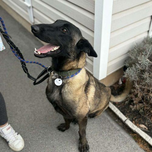 Enlarge Hanna, a Adoptable mixed breed in Sunderland, ON image 6/6