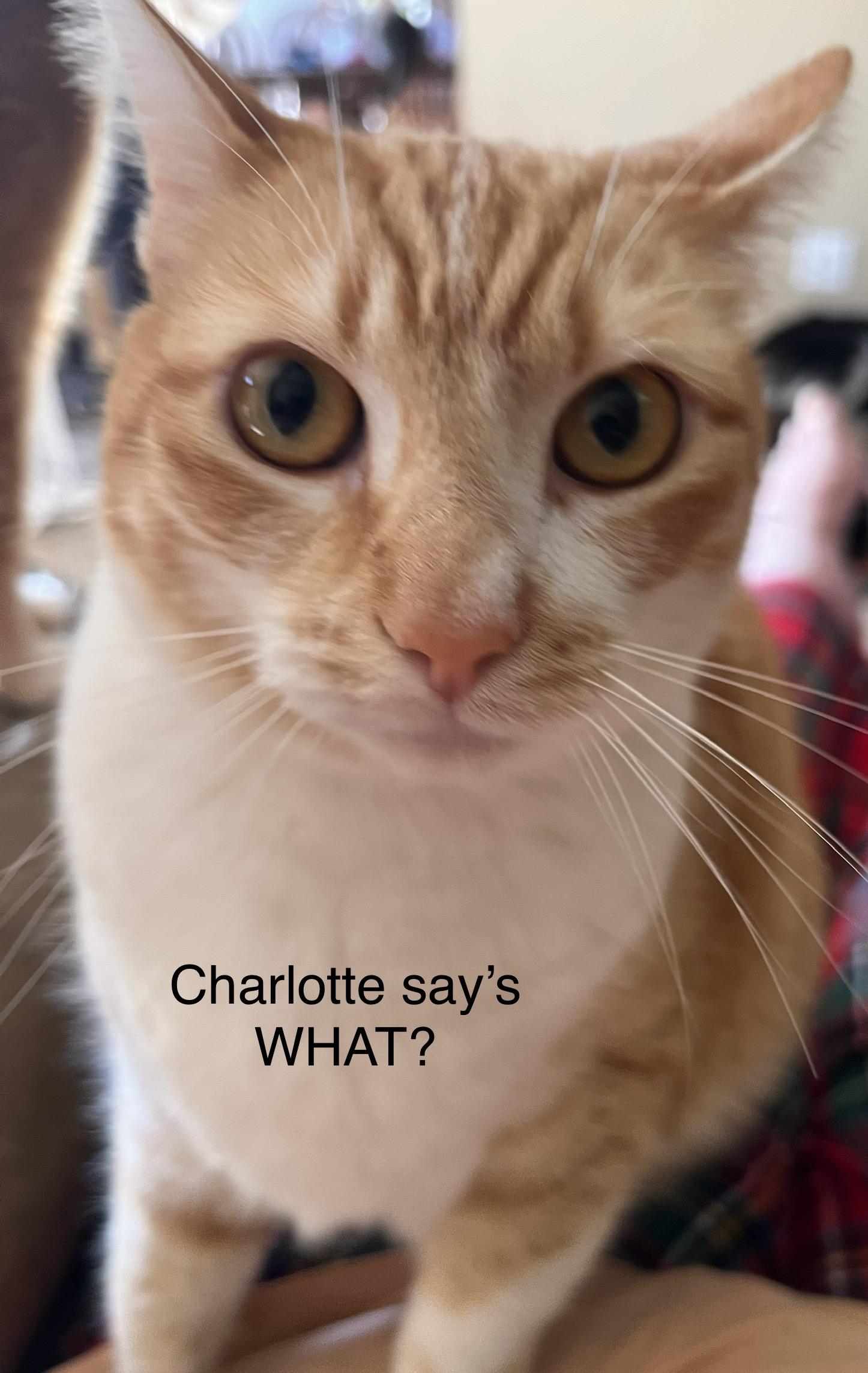 Enlarge Charlotte, an adopted mixed breed in Moreno Valley, CA image 1/7