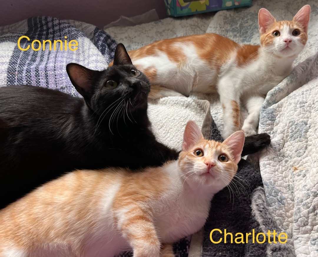 Enlarge Charlotte, an adopted mixed breed in Moreno Valley, CA image 3/7