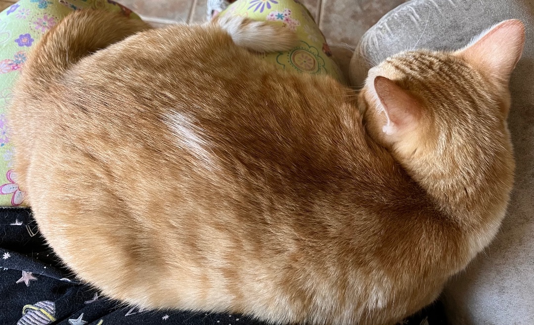 Enlarge Charlotte, an adopted mixed breed in Moreno Valley, CA image 4/7